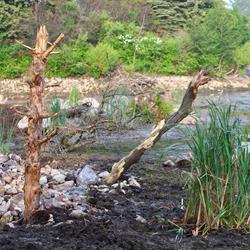 Wetland Restoration in Progress